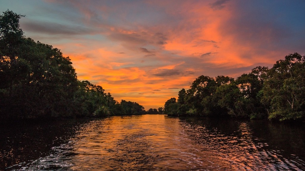 Día Internacional del Manglar